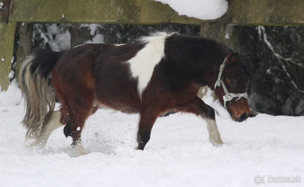 Belgický miniatúrny poník - 9