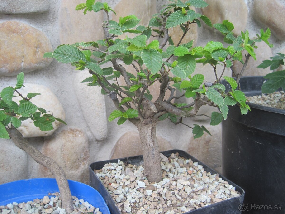 bonsai,bonsaj-hrab 3 shohin - 9