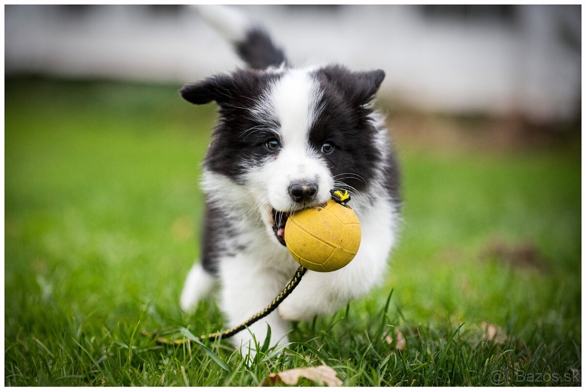 Border Collie Border Kolia s PP FCI - 9