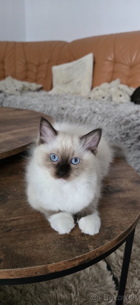 Ragdoll mačiatka s PP - 9