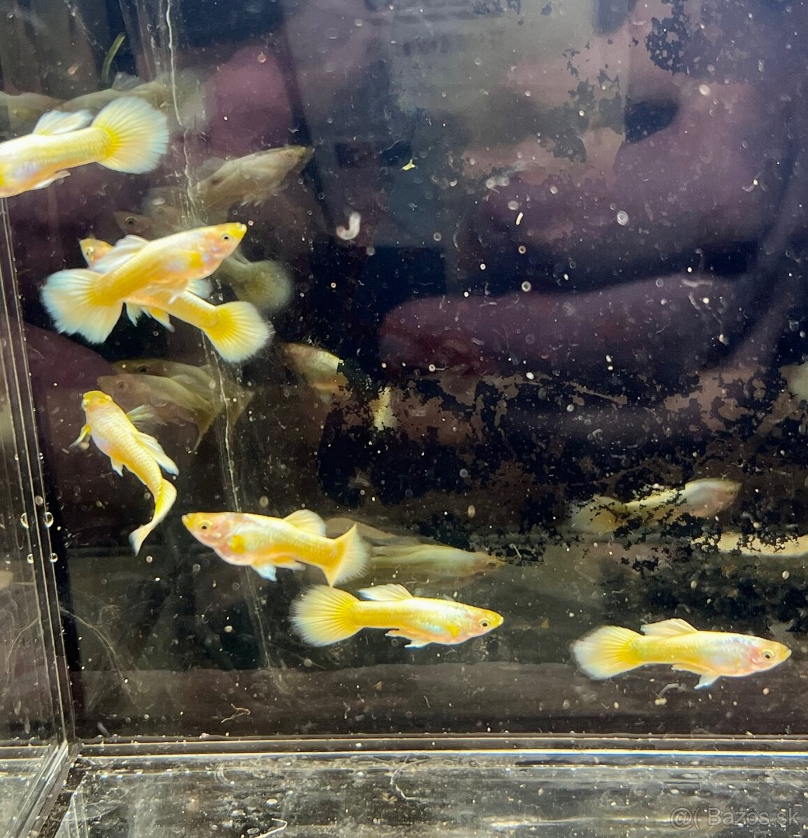 gupky (čisté formy) - 9