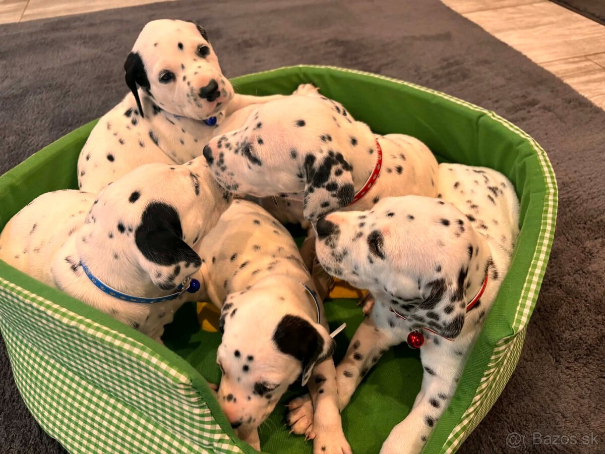 DALMATIN šteniatká - 9