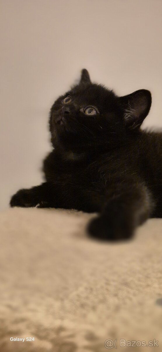 Britské mačiatka - 9