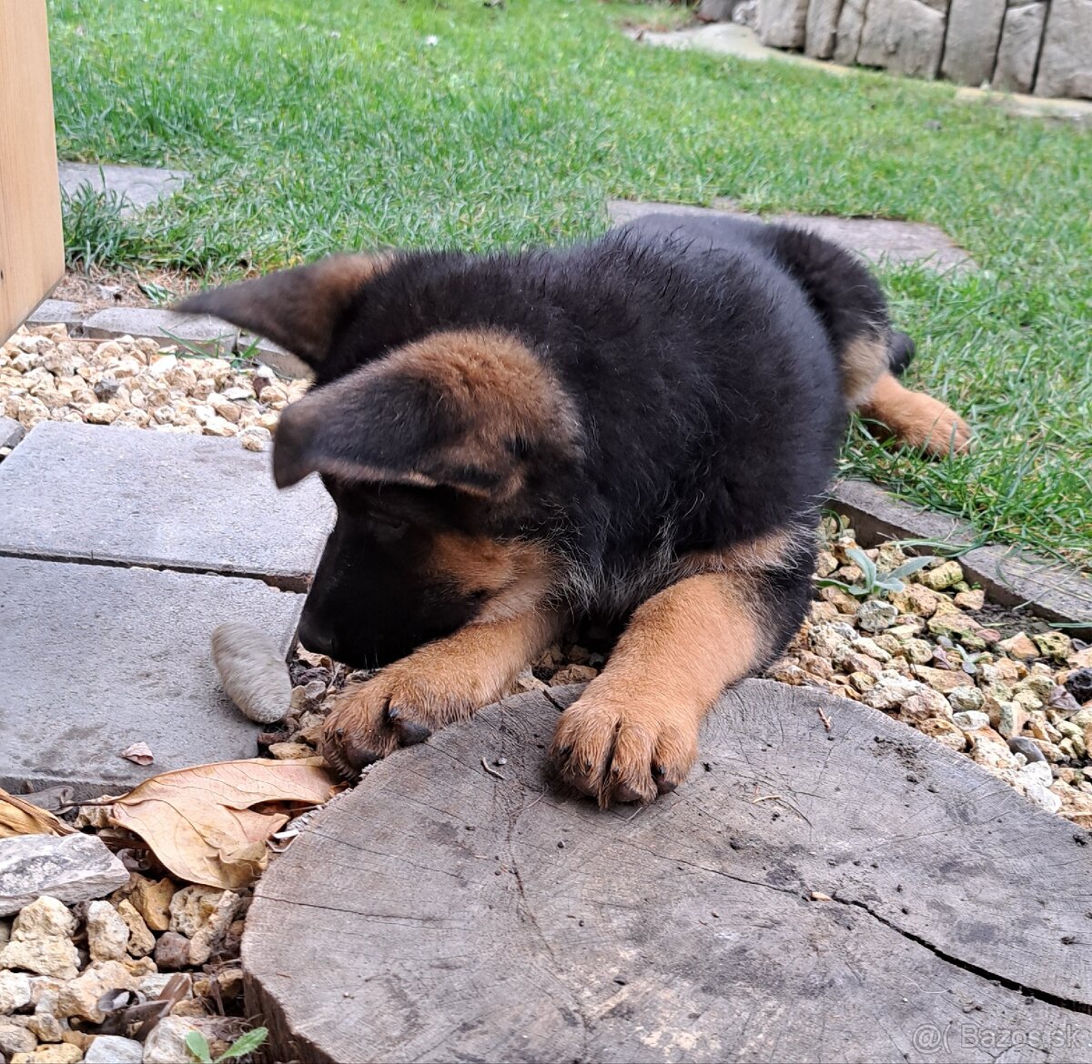 Nemecký ovčiak - šteniatka - 9