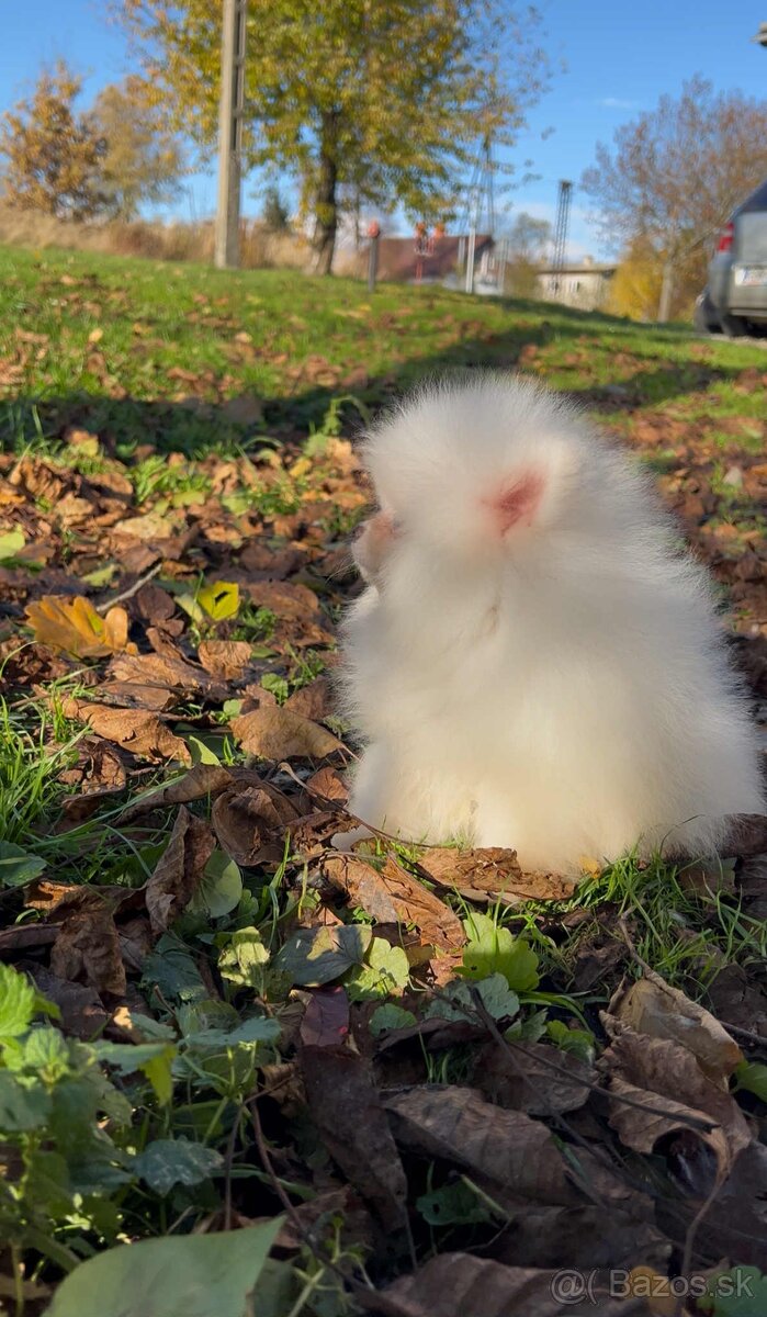 Pomeranian s PP FCI❣️ - 9