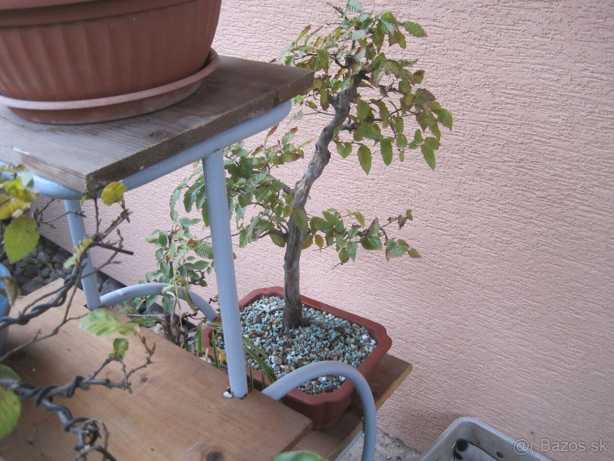 bonsai,bonsaj-DUB 22 - 9