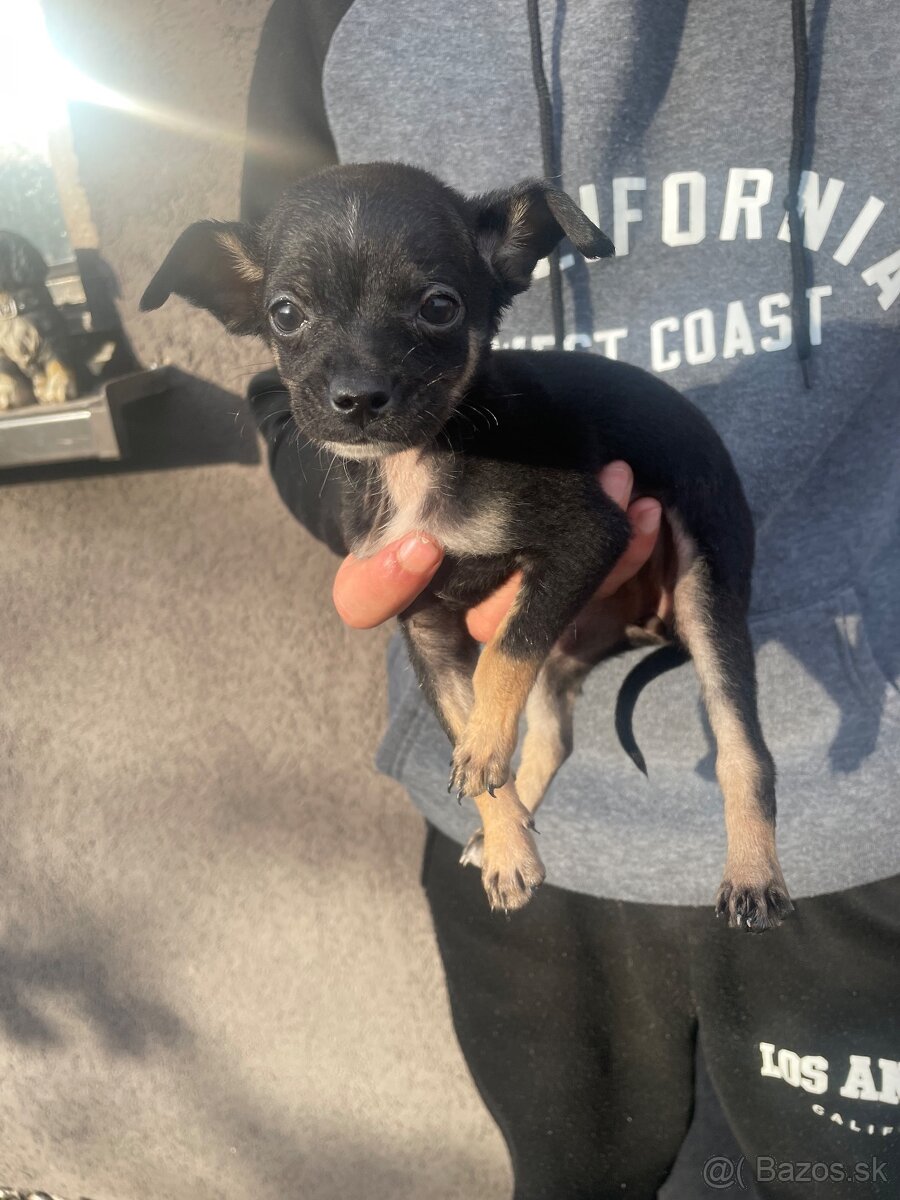 Predám šteniatka, rasa ratlík. - 9