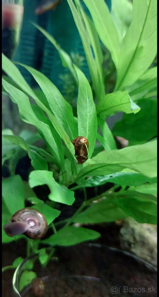 Malawi Africké cichlidy - 9