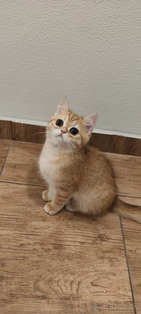 Britské mačiatka - 9