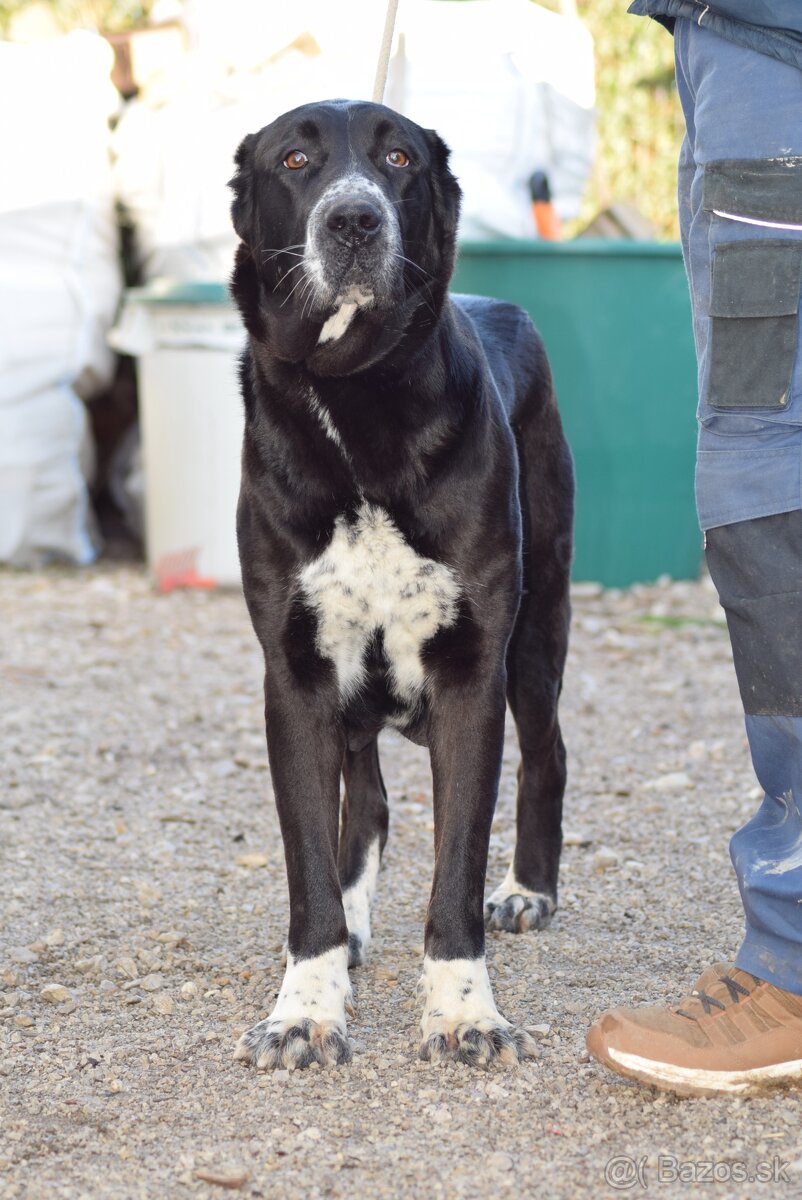 Stredoázijský ovčiak_1 - 9