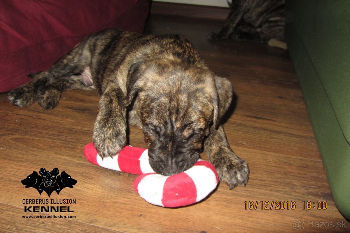 Raritné šteniatko - Uruguajský Cimarron s PP - 9