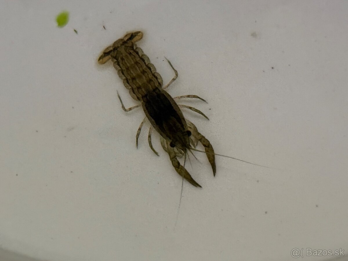 Predám Krevetky, mini ráčiky, gupky, kotúľky. - 9