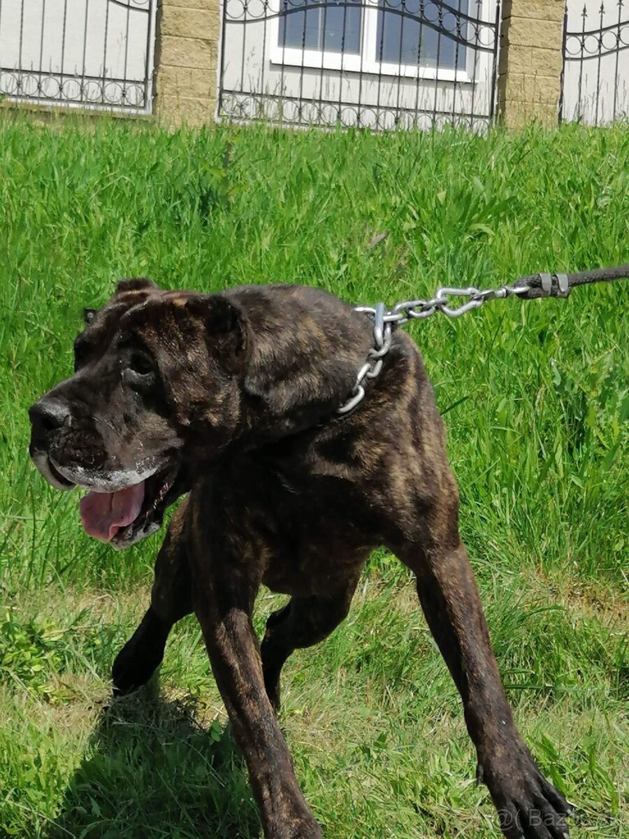 Presa Canario - 9