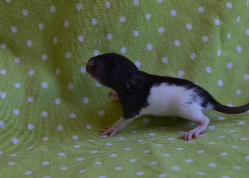 Potkaníky s rodokmeňom - rezervácie - 9