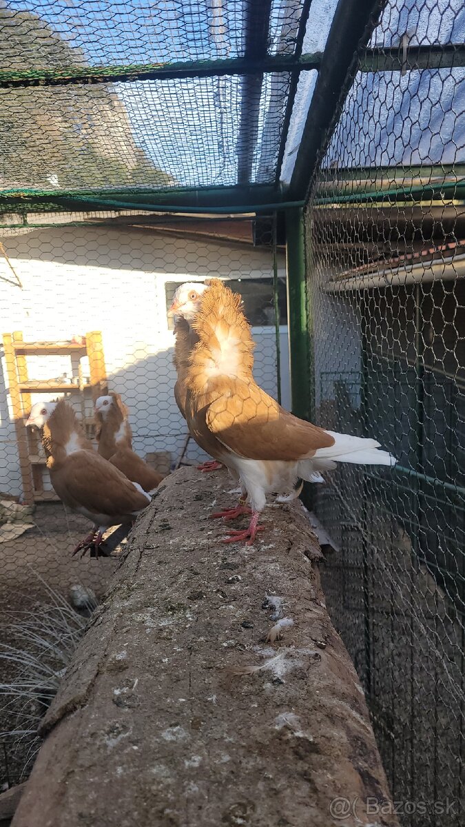 Holuby Parohnare,Kapuciny,Poštove biele - 9