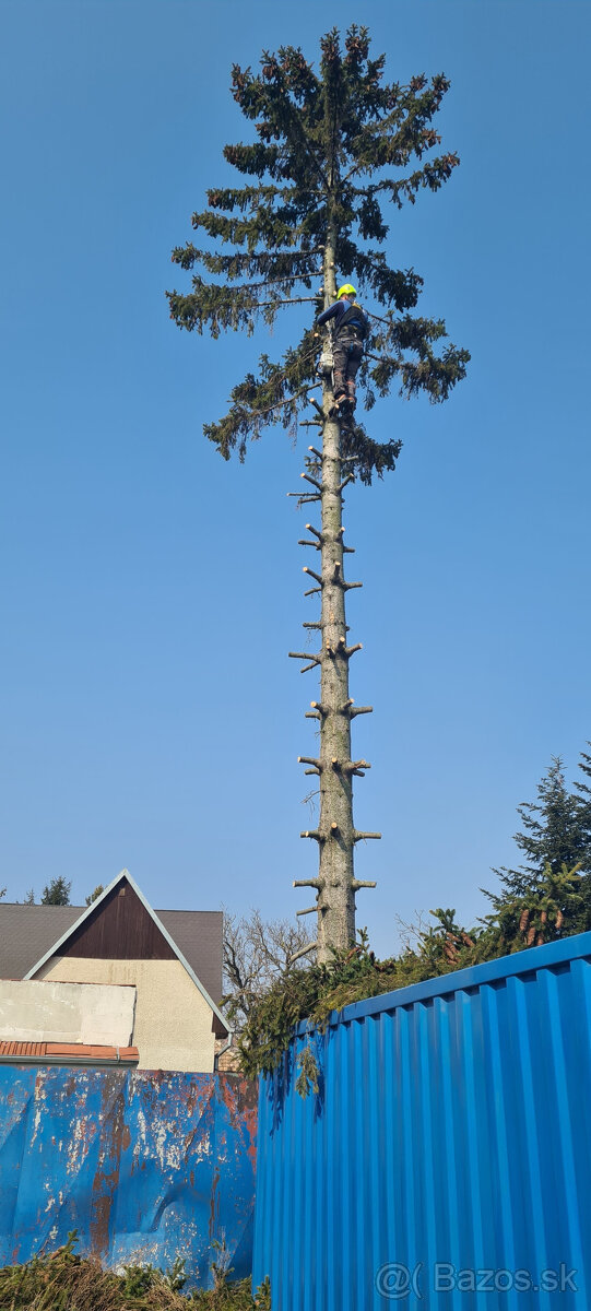 Rizikový výrub a orez stromov - 9