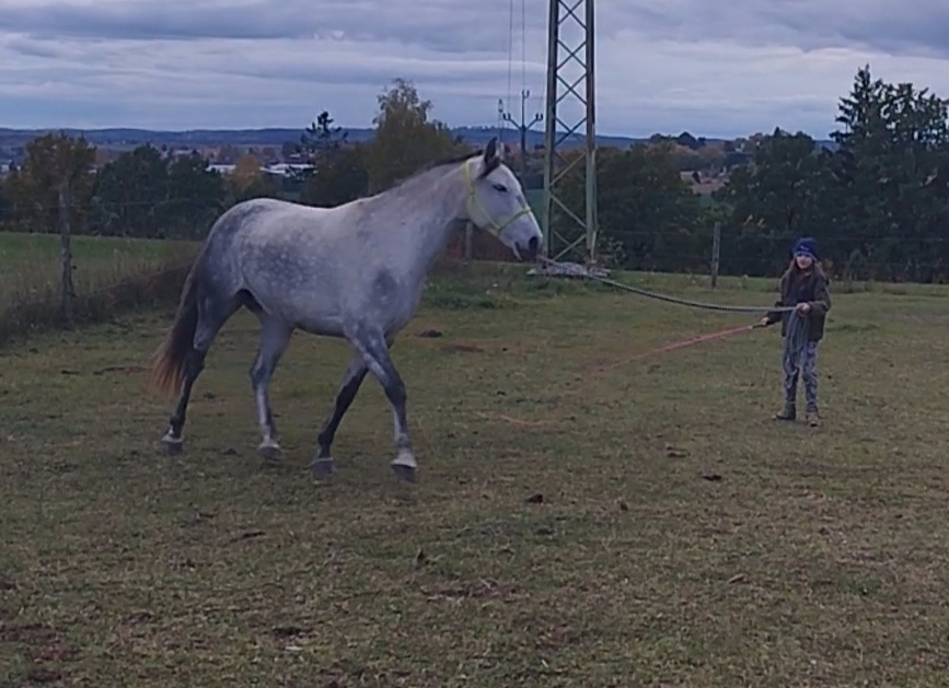 Lusitano kobyla - 9