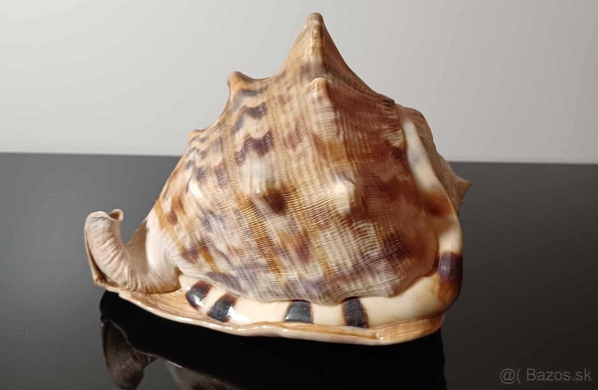 Krásna stará veľká mušľa - 9