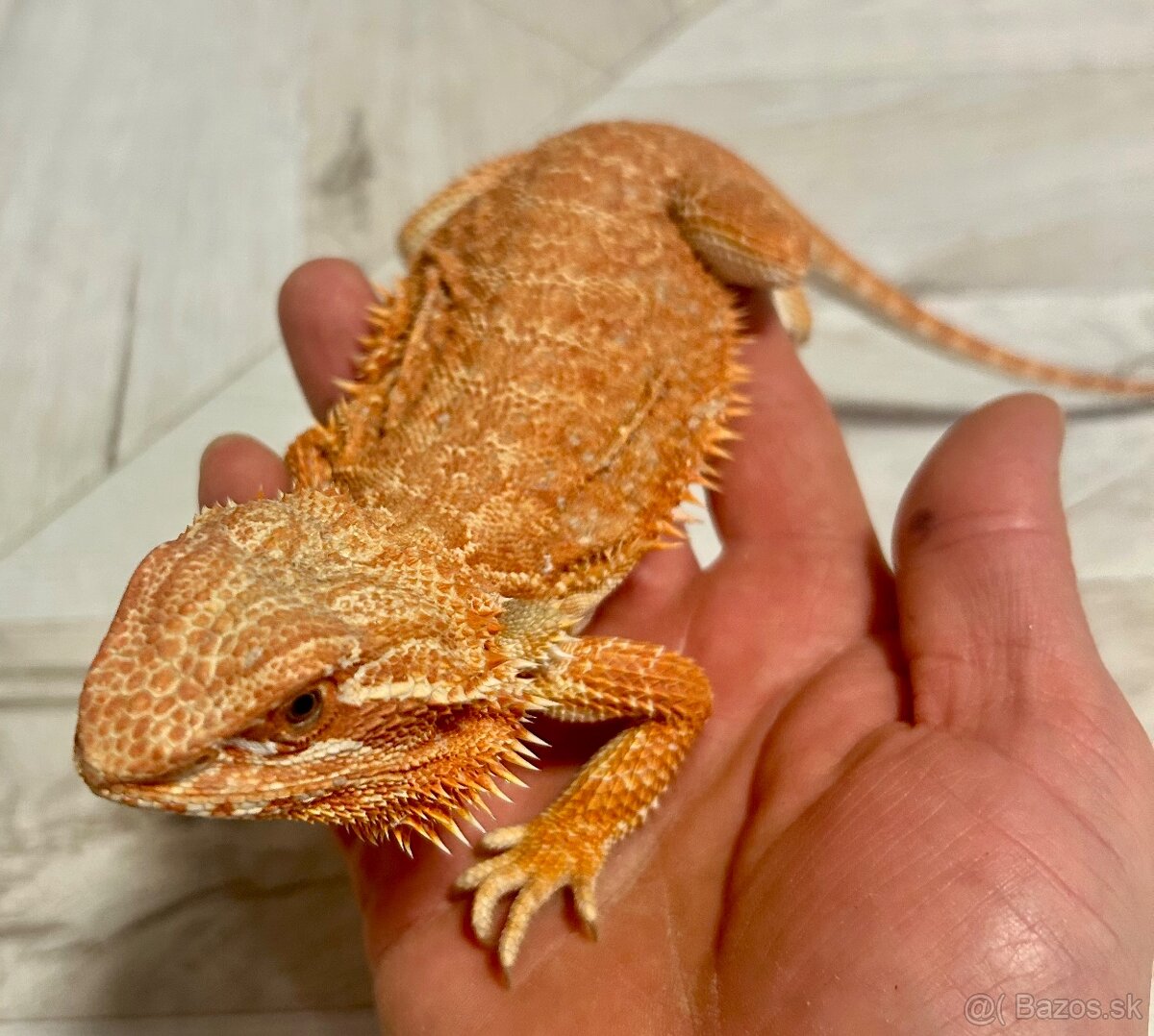 Agama bradatá - 9