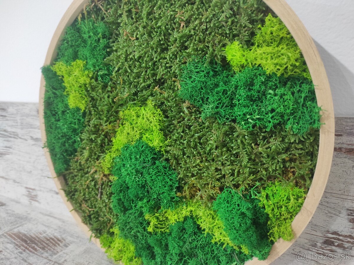 Predám obraz z machu: Kruh mini (Ø26 cm) - 9