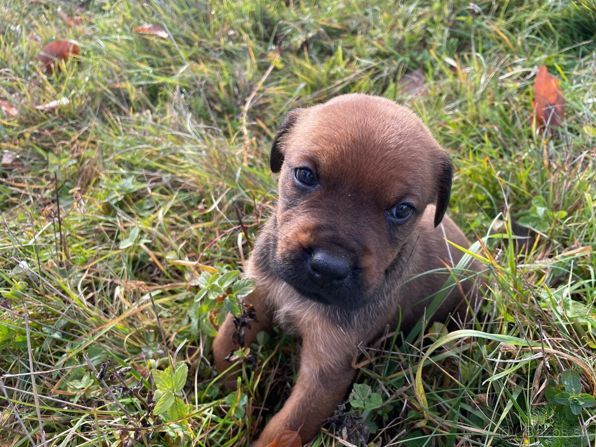 Hľadáme domov pre šteniatka ❤️ - 9