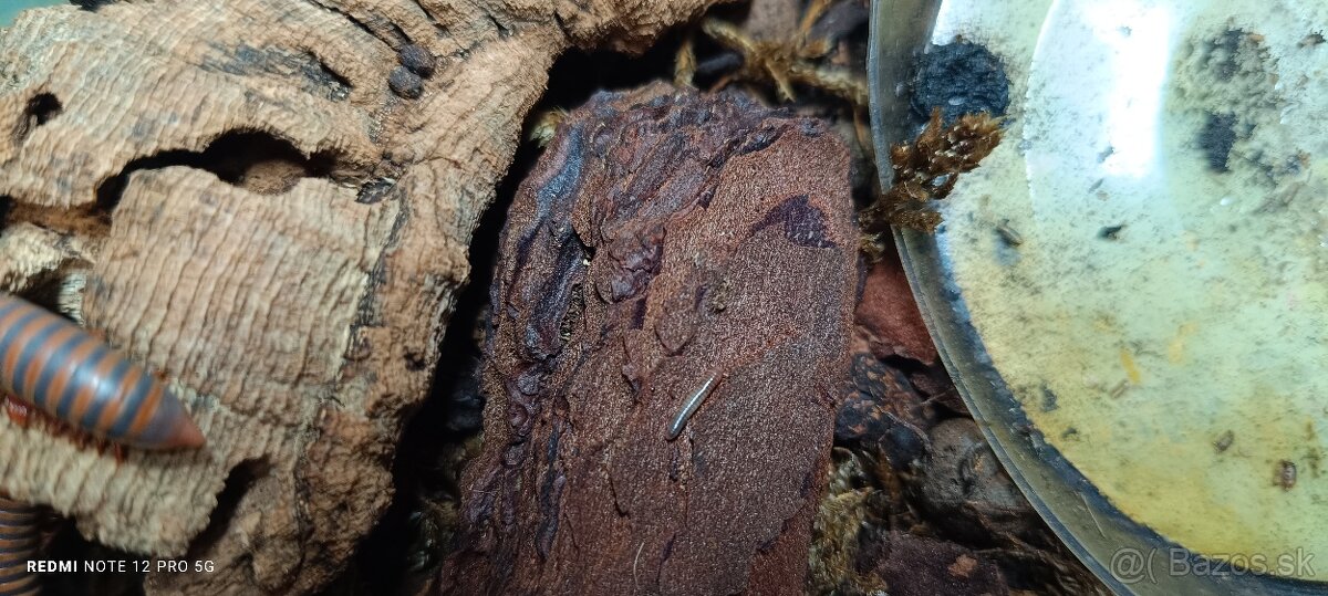 Isopoda celý chov - 9