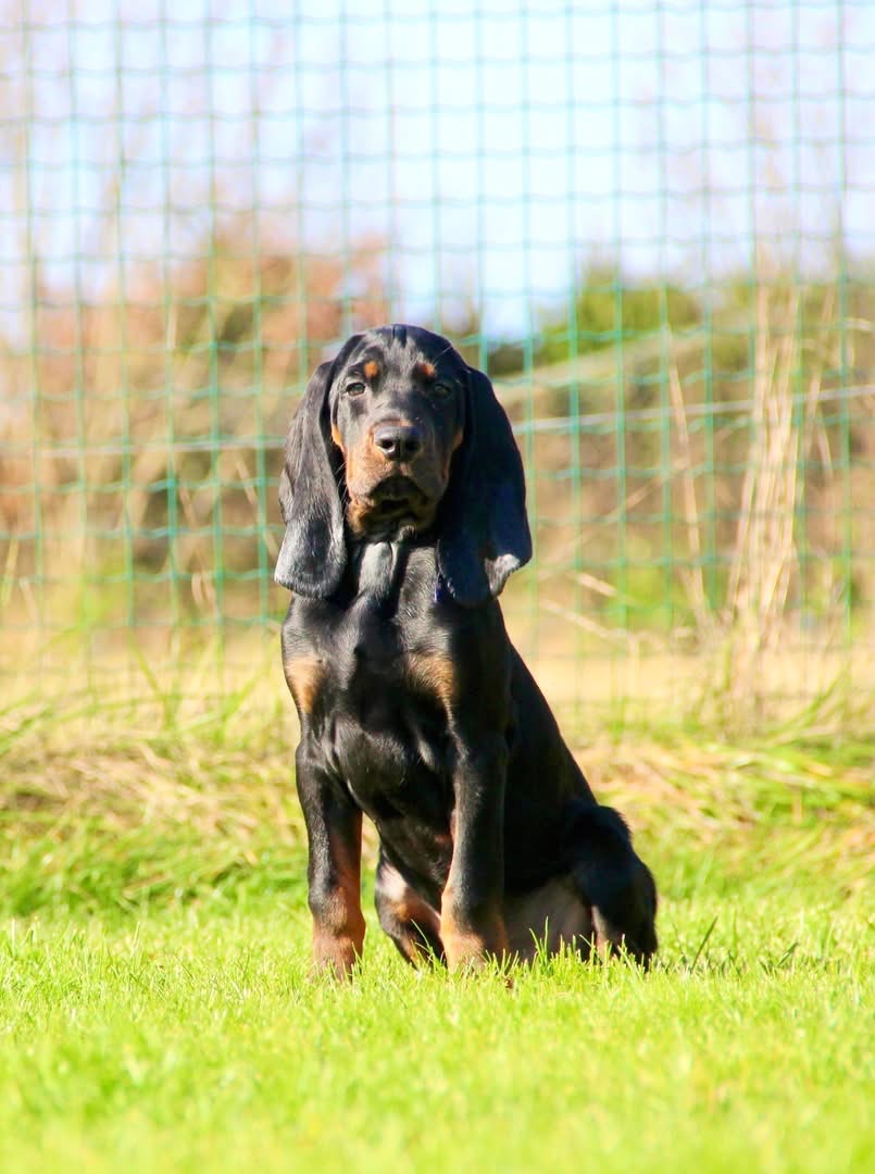 Americký mývalí pes- Black and Tan Coonhound - 9