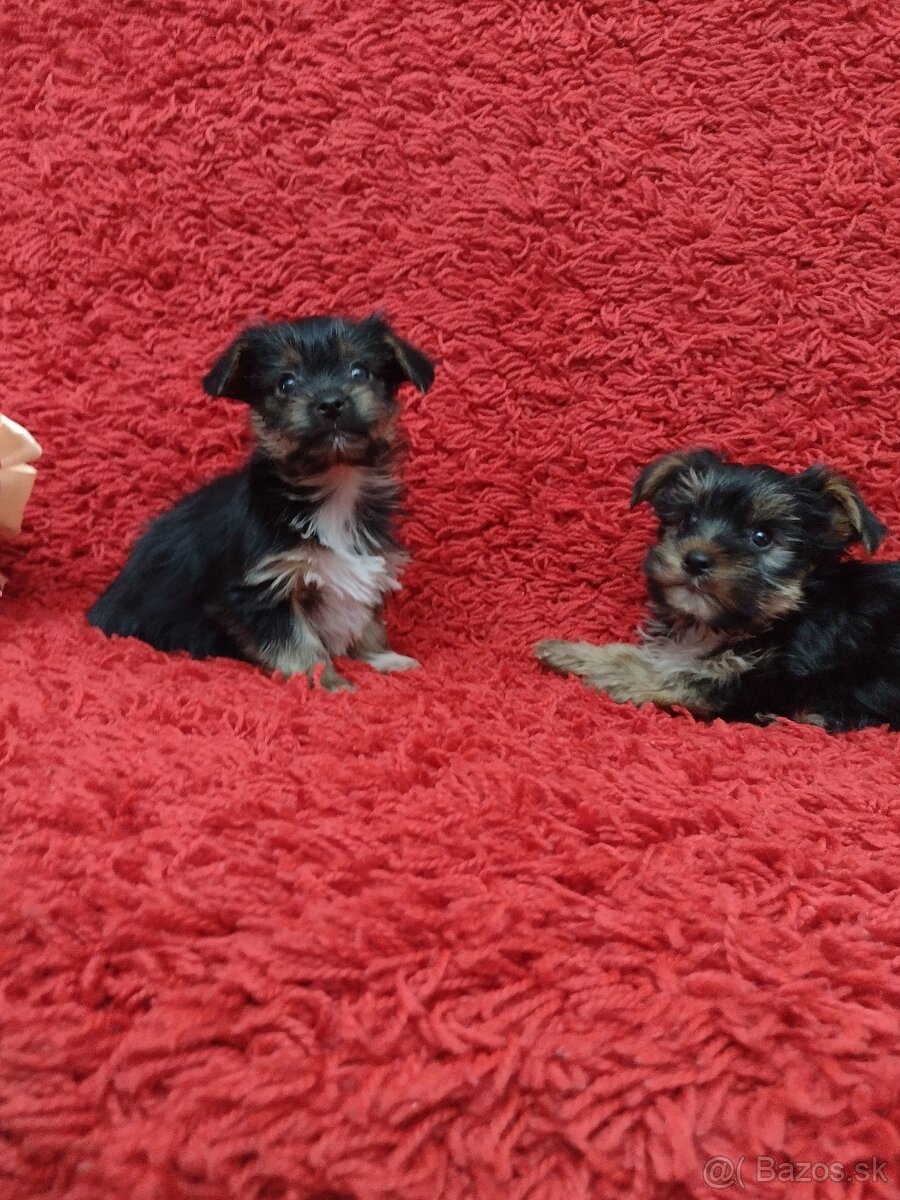 Yorkshirsky teriér, Yorkshire, York - 9