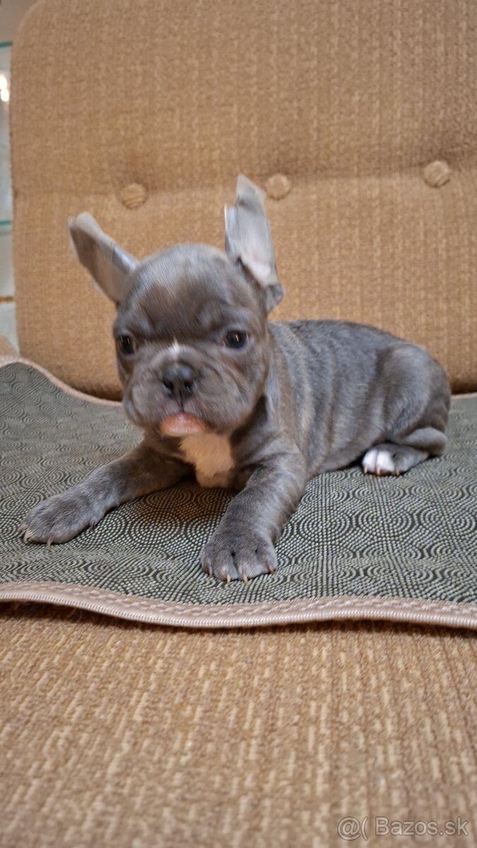 Francúzsky buldoček modrý - 9