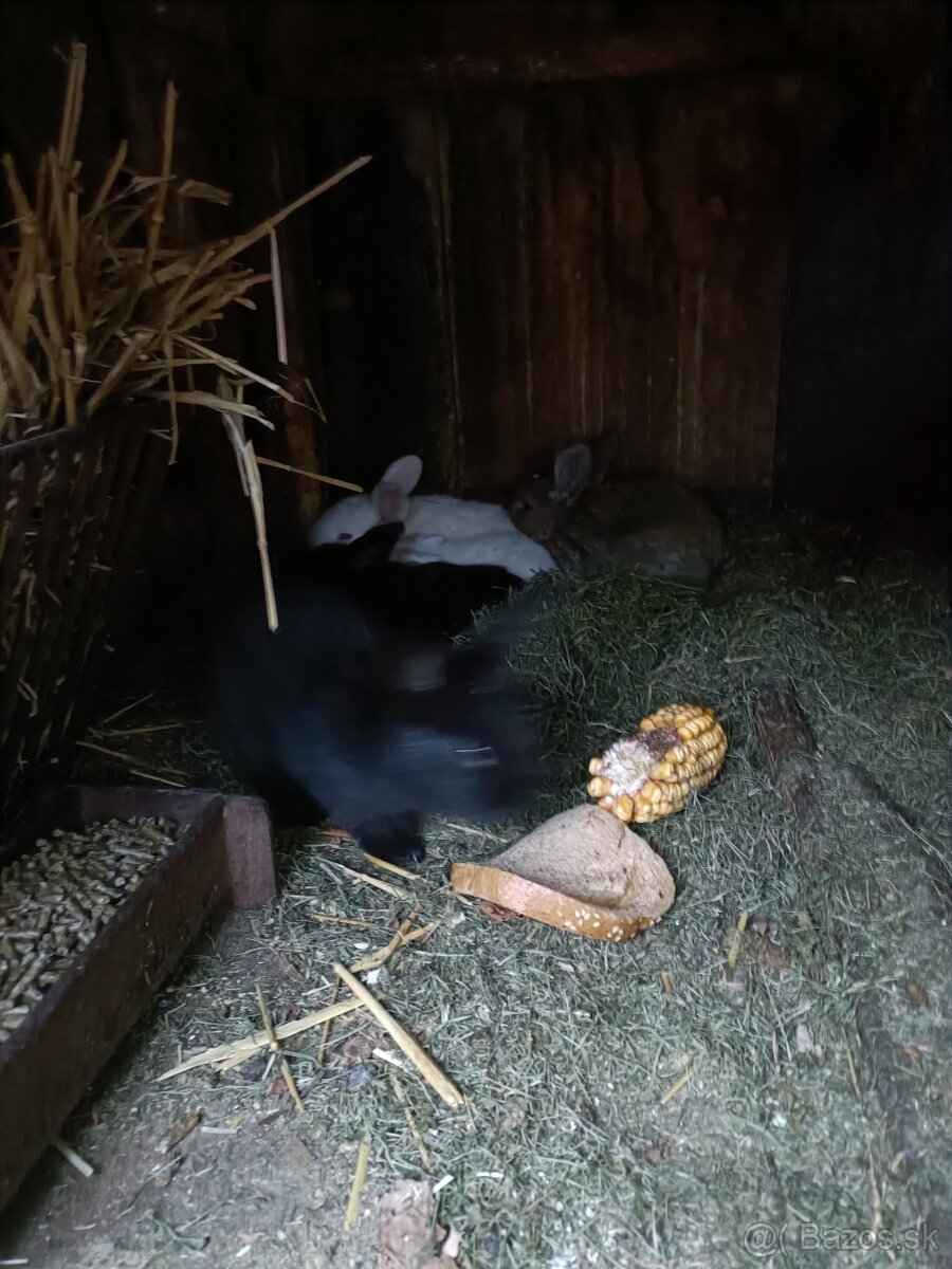 Predám králiky - 9