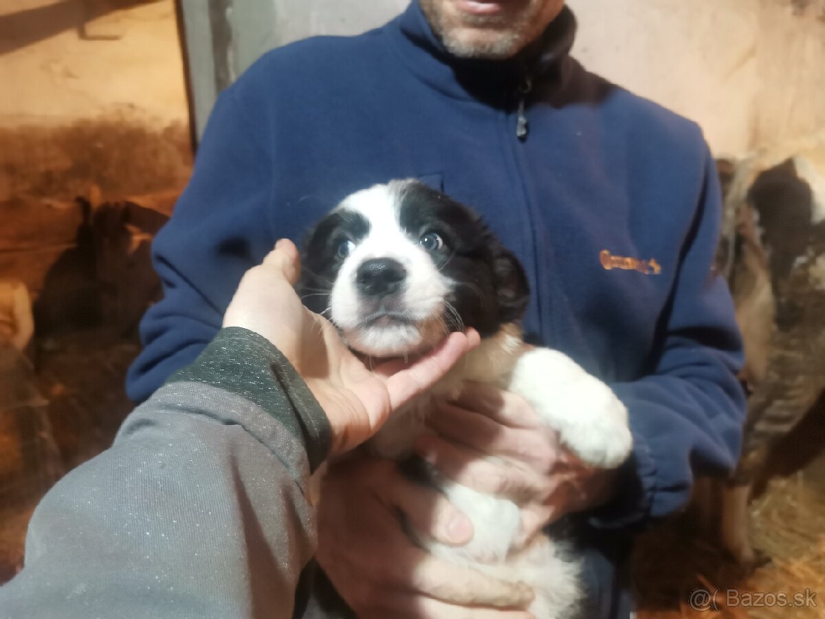 Border kólia šteniatka - 9