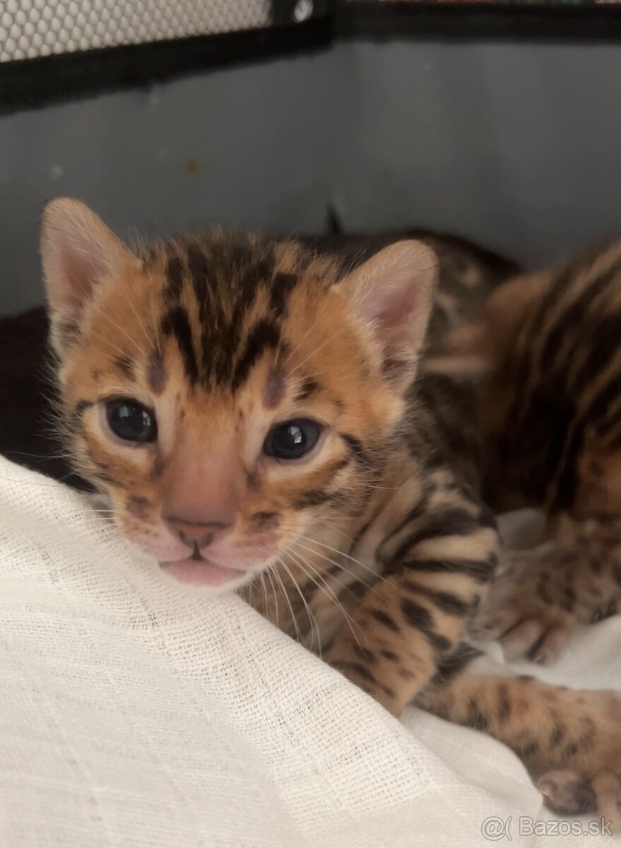 Bengálska mačka s PP - 9