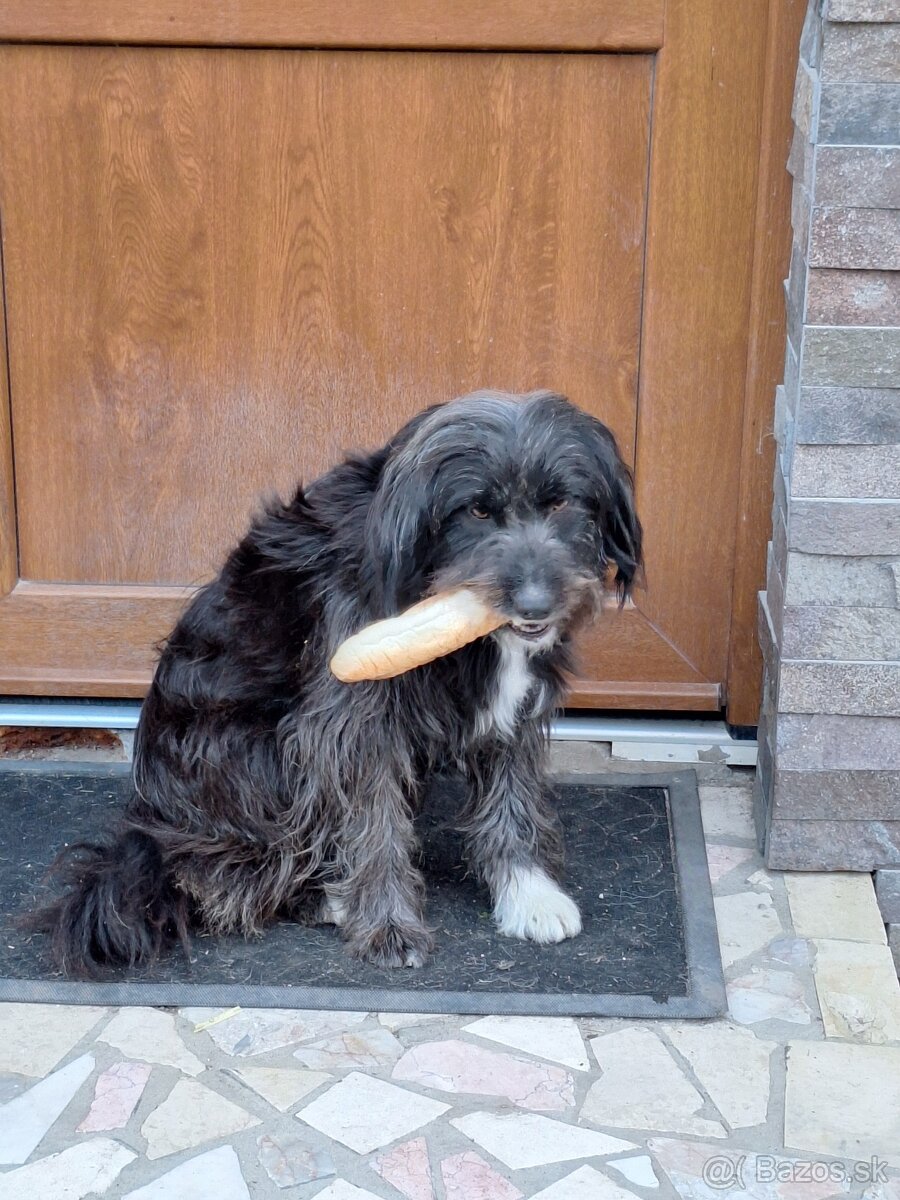 Darujem šteniatko - 9