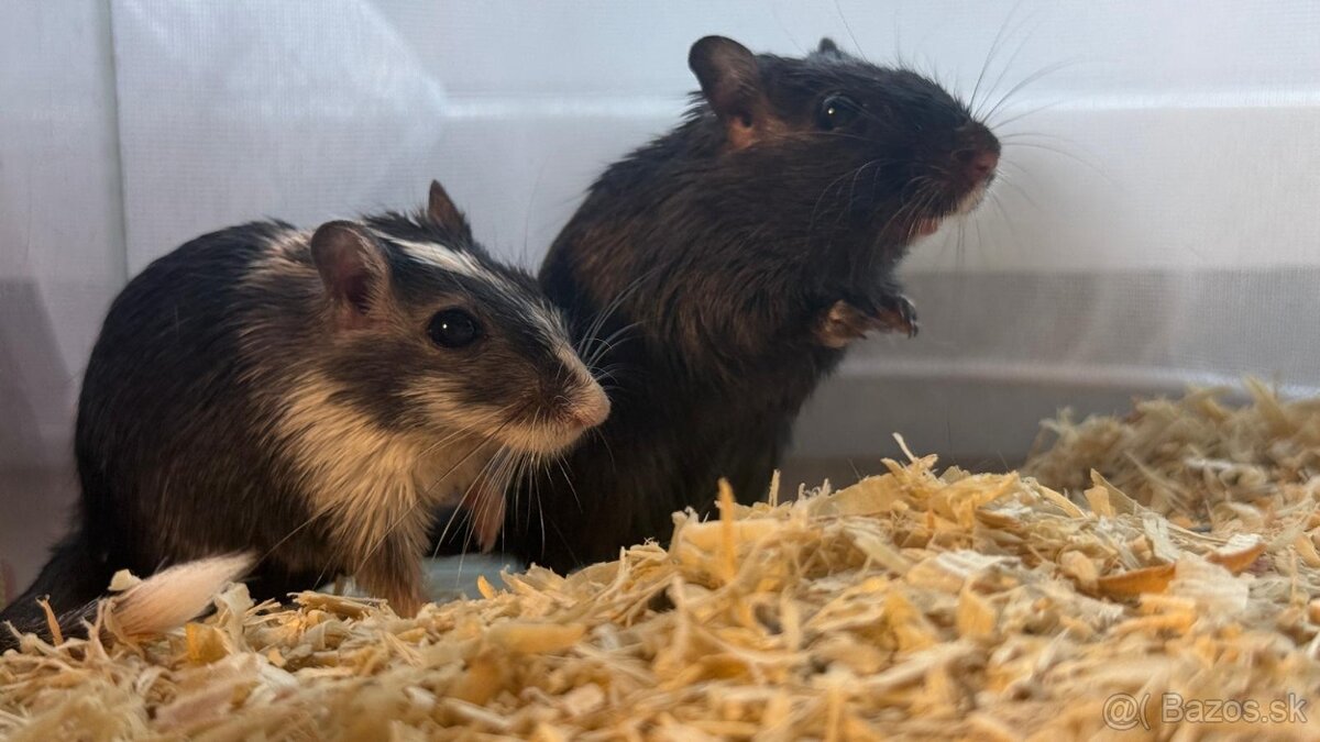 Darujem pieskomilov - 9