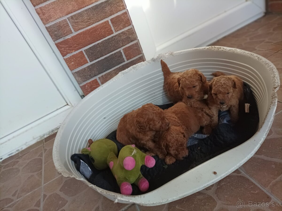 pudel-pudlìk - 9