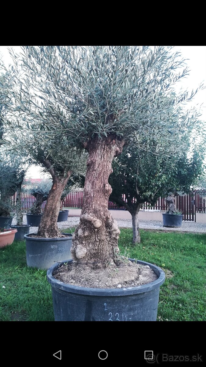 Olivovník Europea - 9