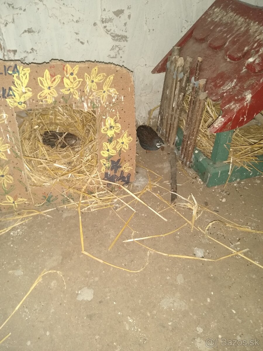 Predám prepelice čínske.. - 9