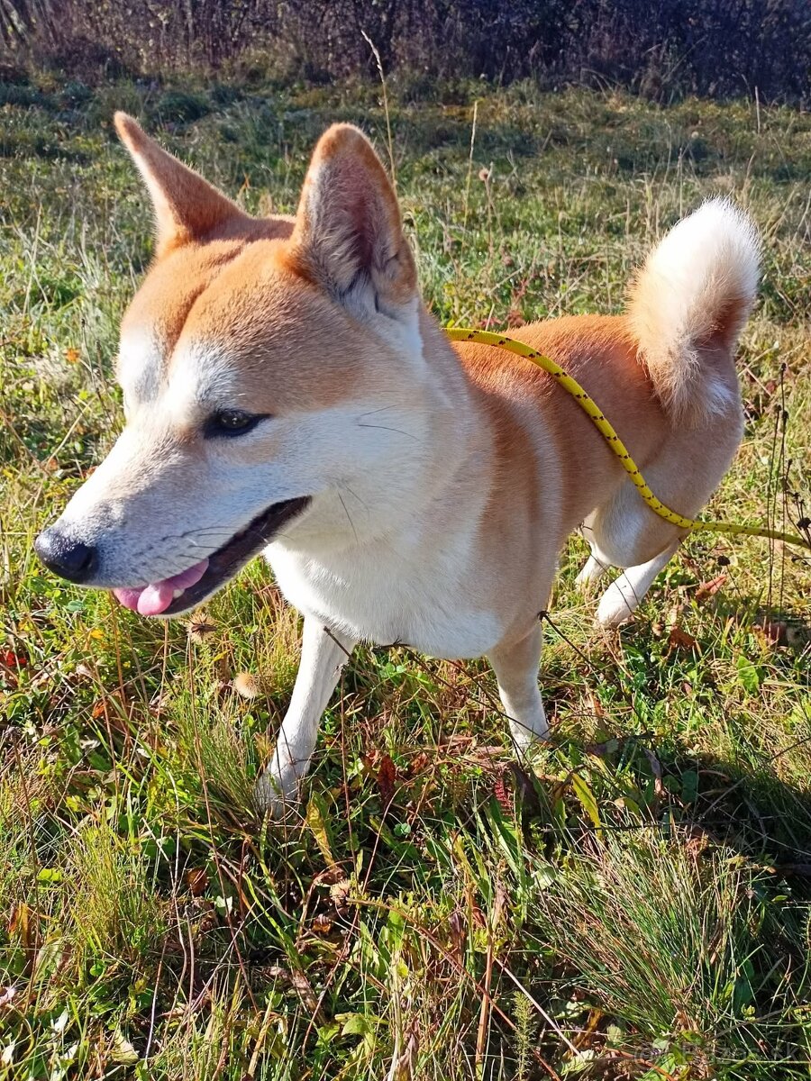Shiba inu - 9