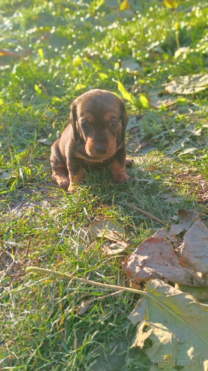 Jazvečík trpasličí šteniatka - 9