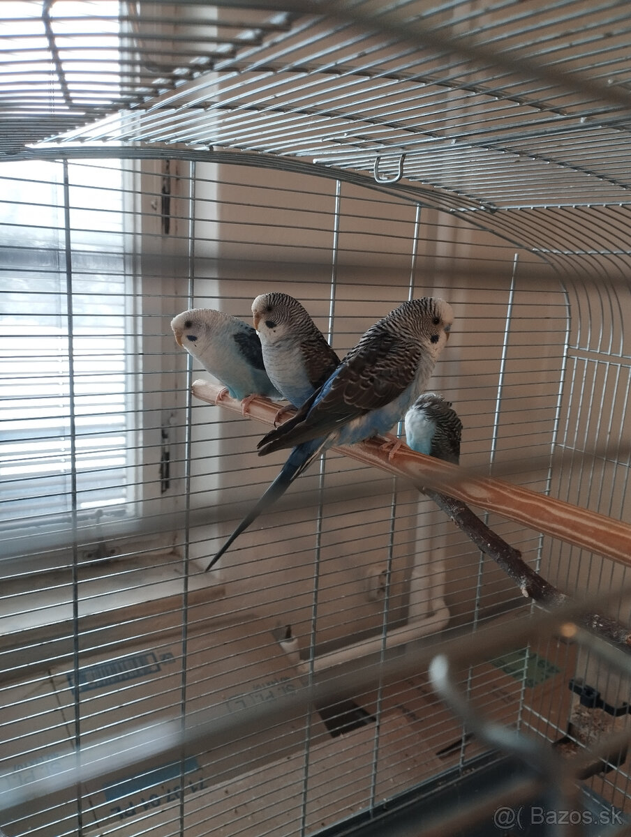 andulky na predaj - 9