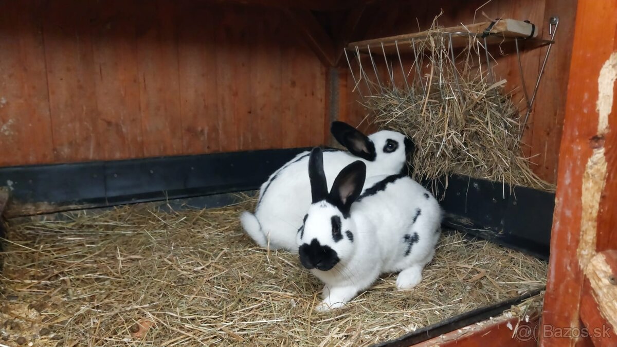 Králiky do chovu - 9