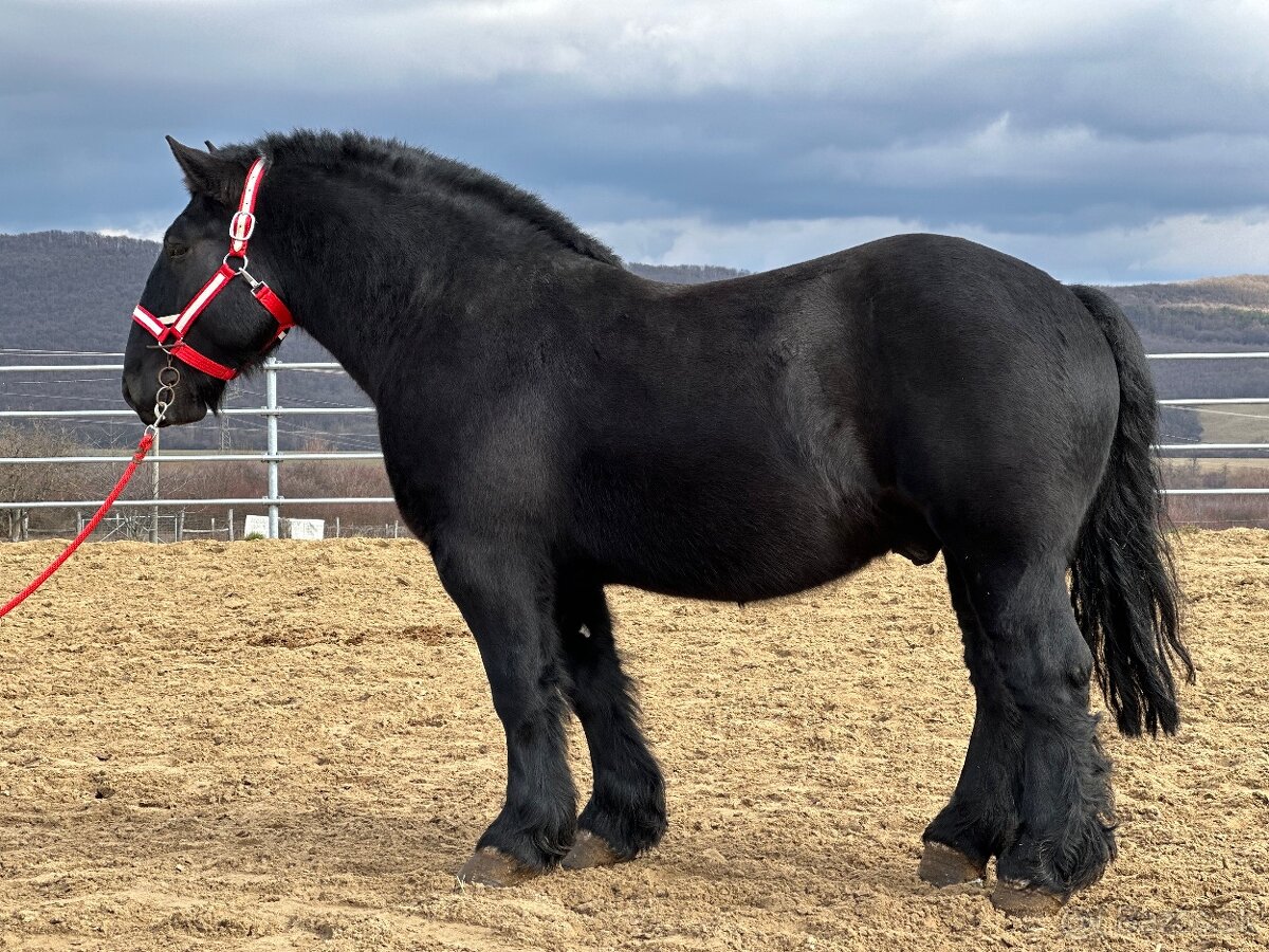 Ťažný kôň na predaj - Valach - 9