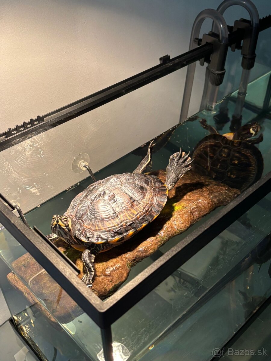 🐢 Vodné korytnačky – Lujza a Berta 🐢 - 9