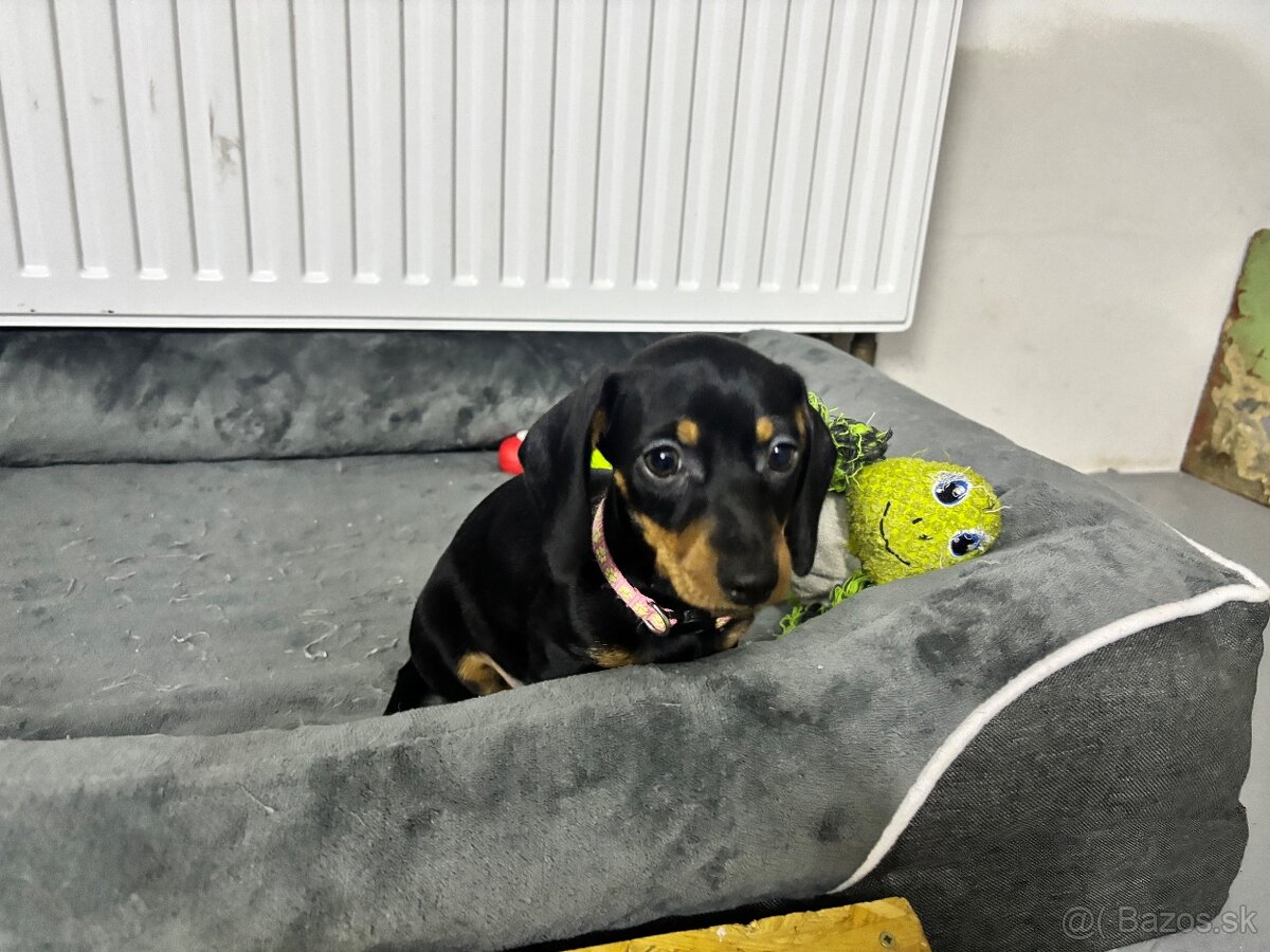 Jazvečík kratkosrstý - 9