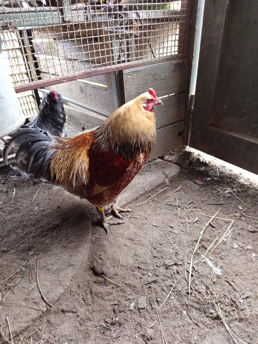 Mám na predaj kohúty Araucany. - 9