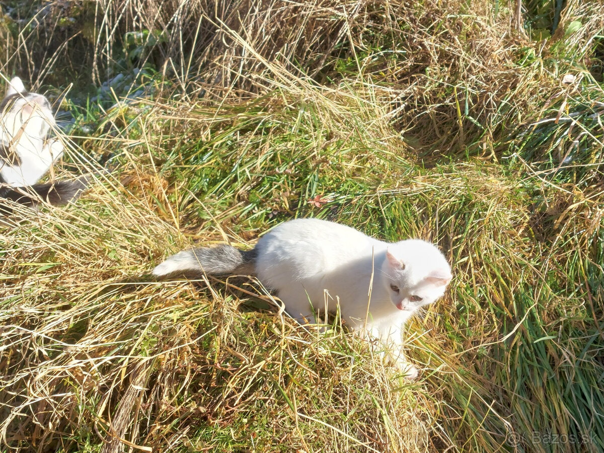 Podarujem mačiatka - 9