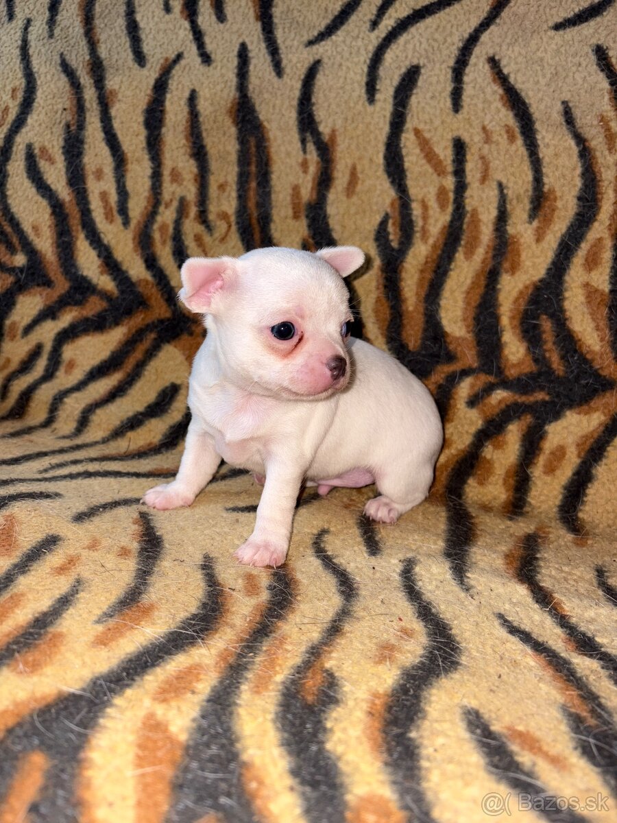 civava kratkosrsta - 9