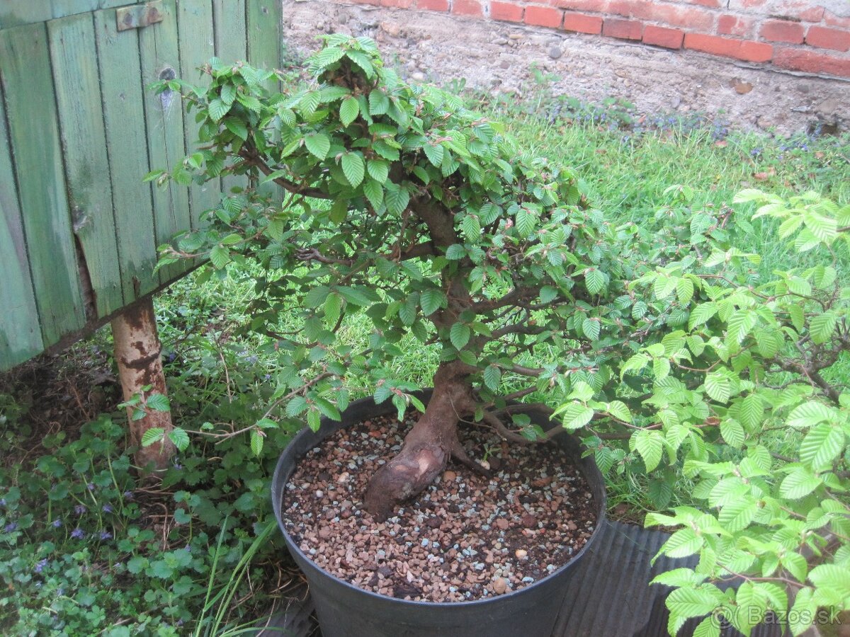 bonsai,bonsaj-hrab 7 - 9