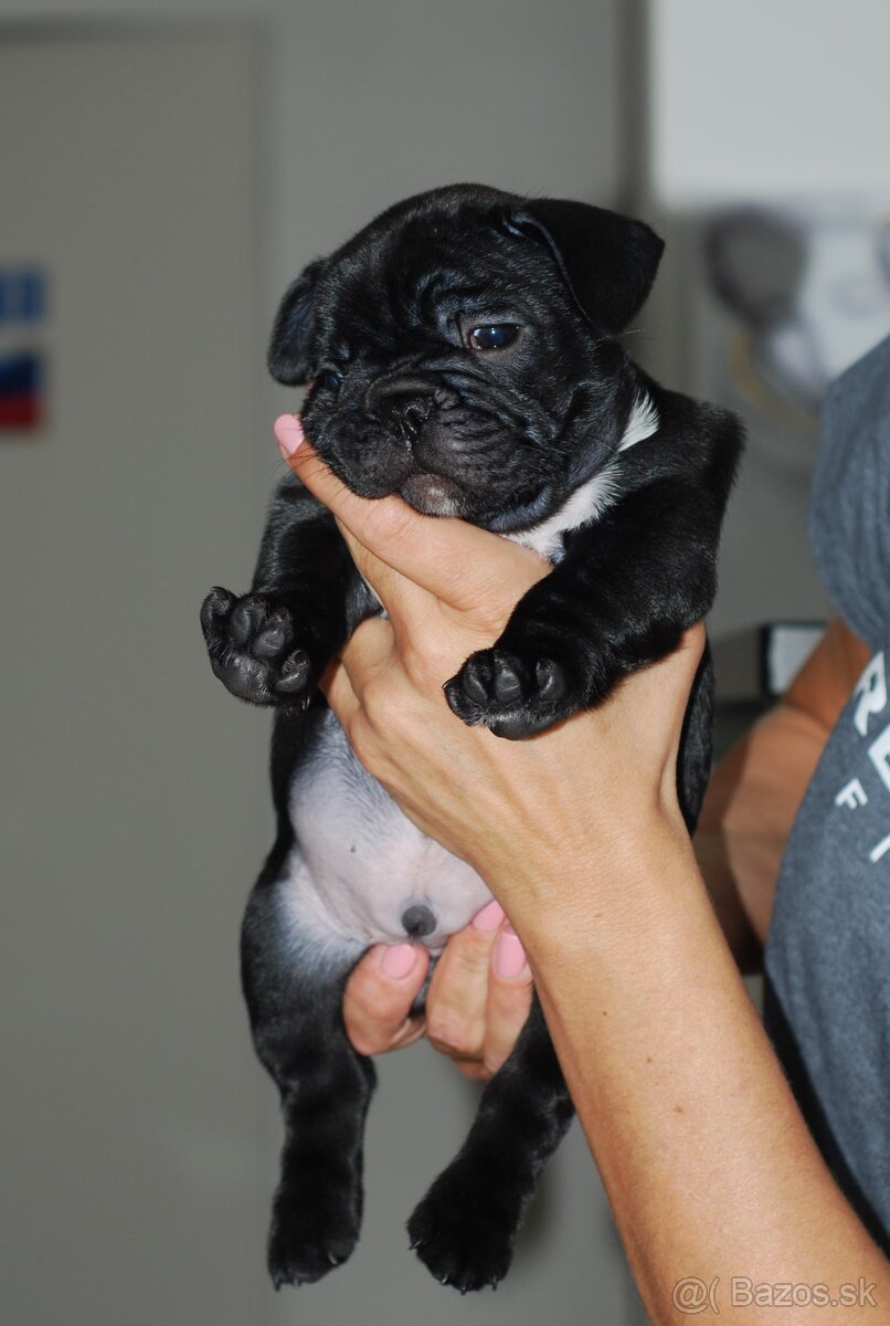 Francúzsky buldoček s PP, FCI - 9