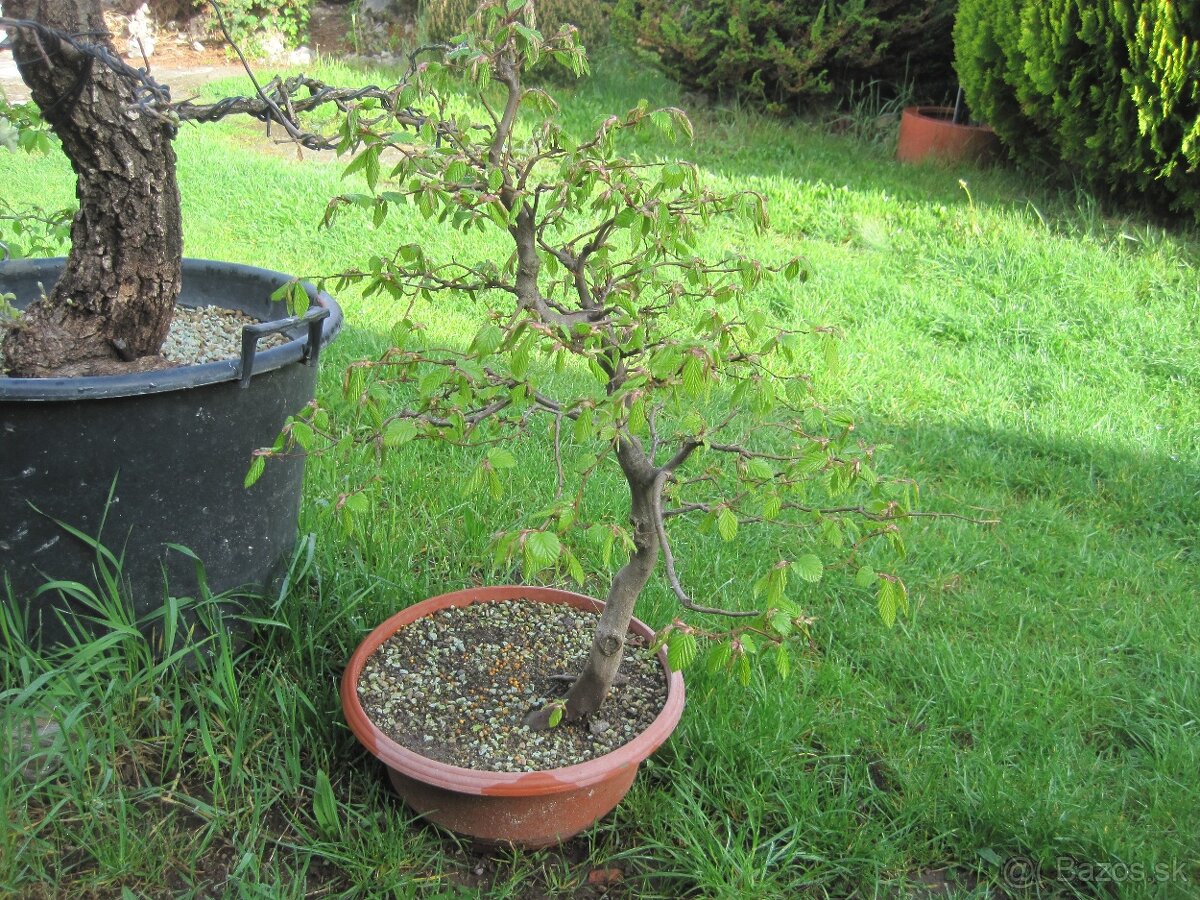 bonsai,bonsaj-hrab 5 - 9